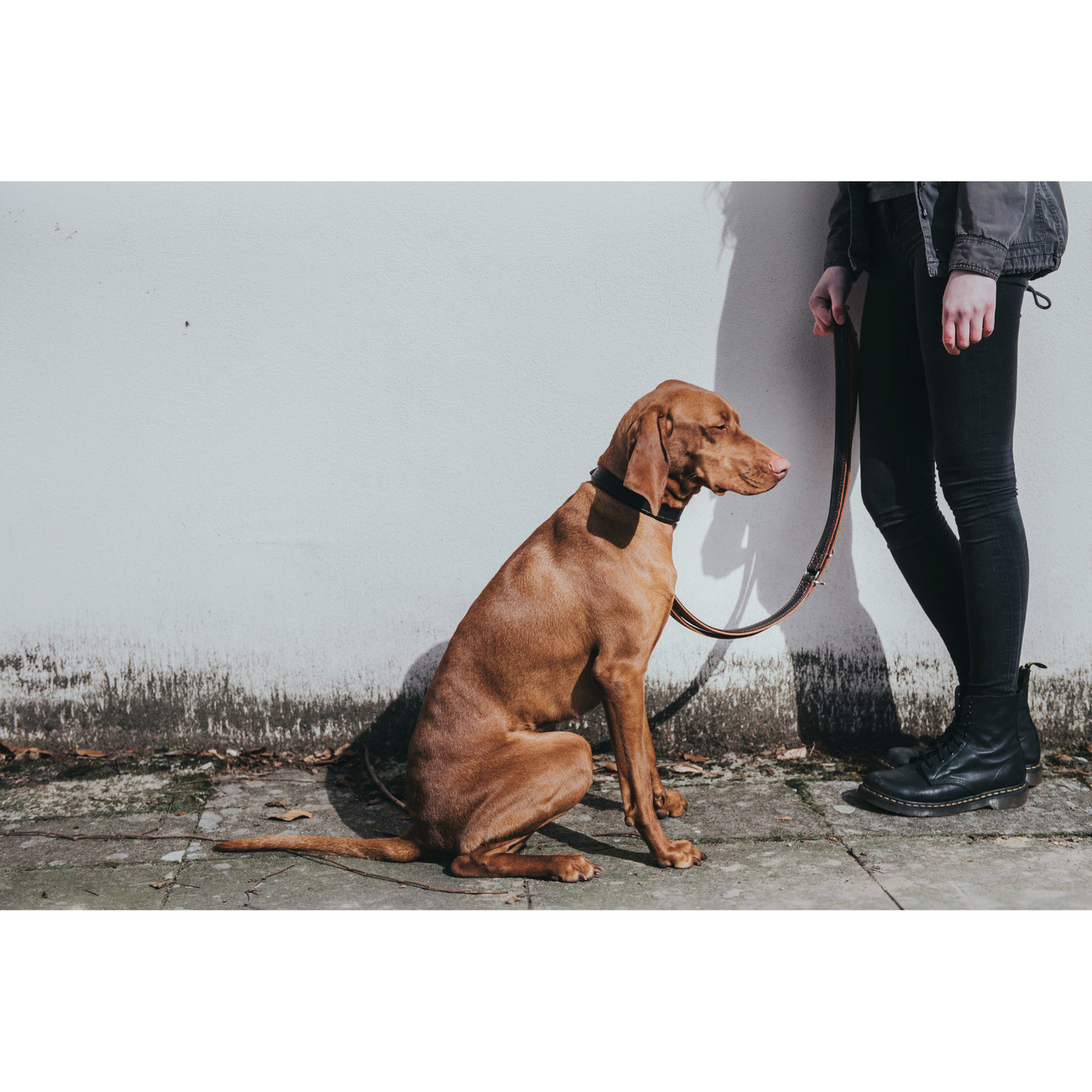 Hunter Halsband Cody Bisonleder Bild 7