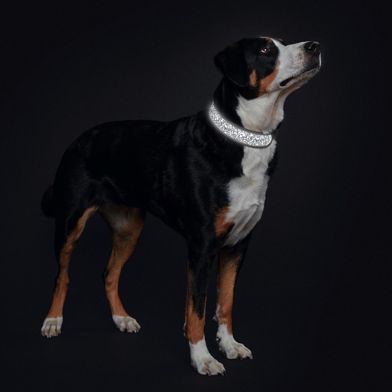 Halsband Divo Reflect Bild 2