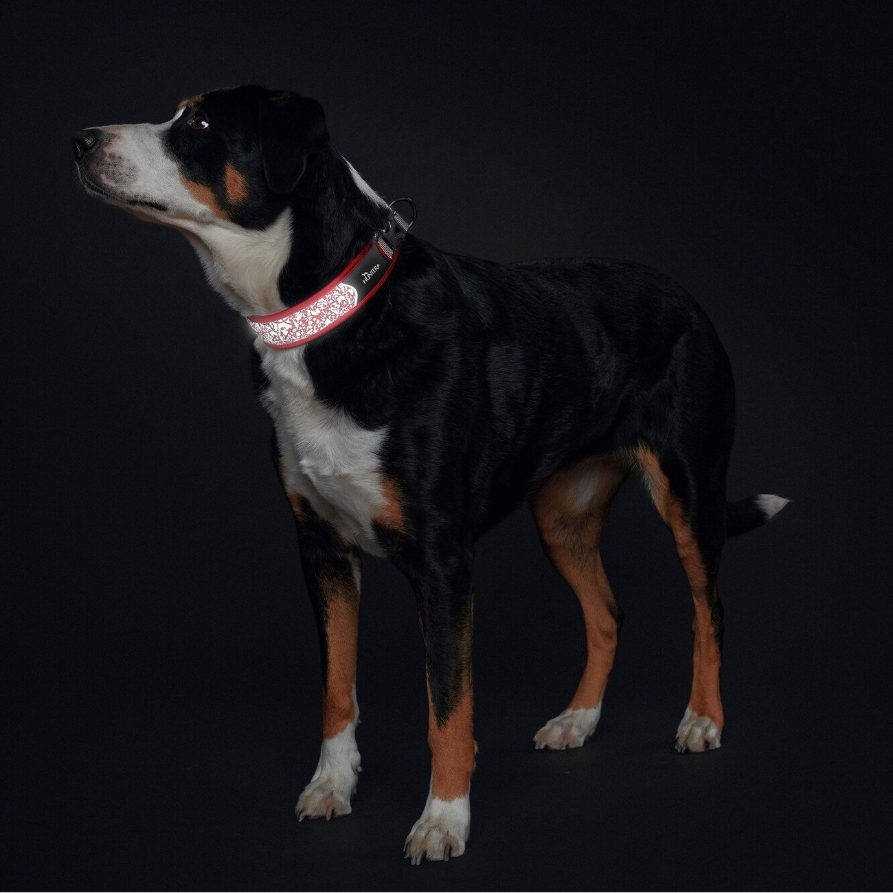 Halsband Divo Reflect Bild 4