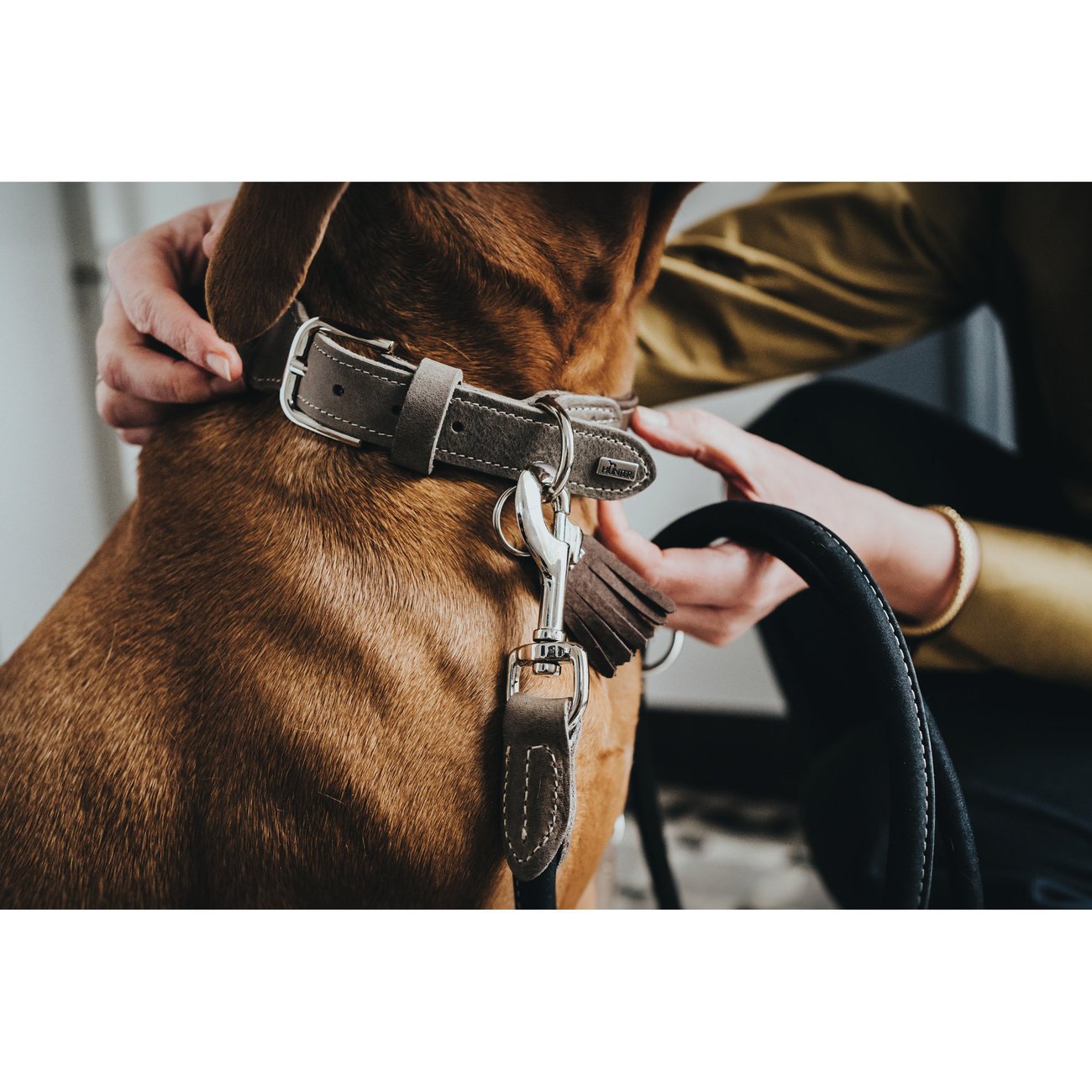 Hunter Halsband Hunting Special Bild 2