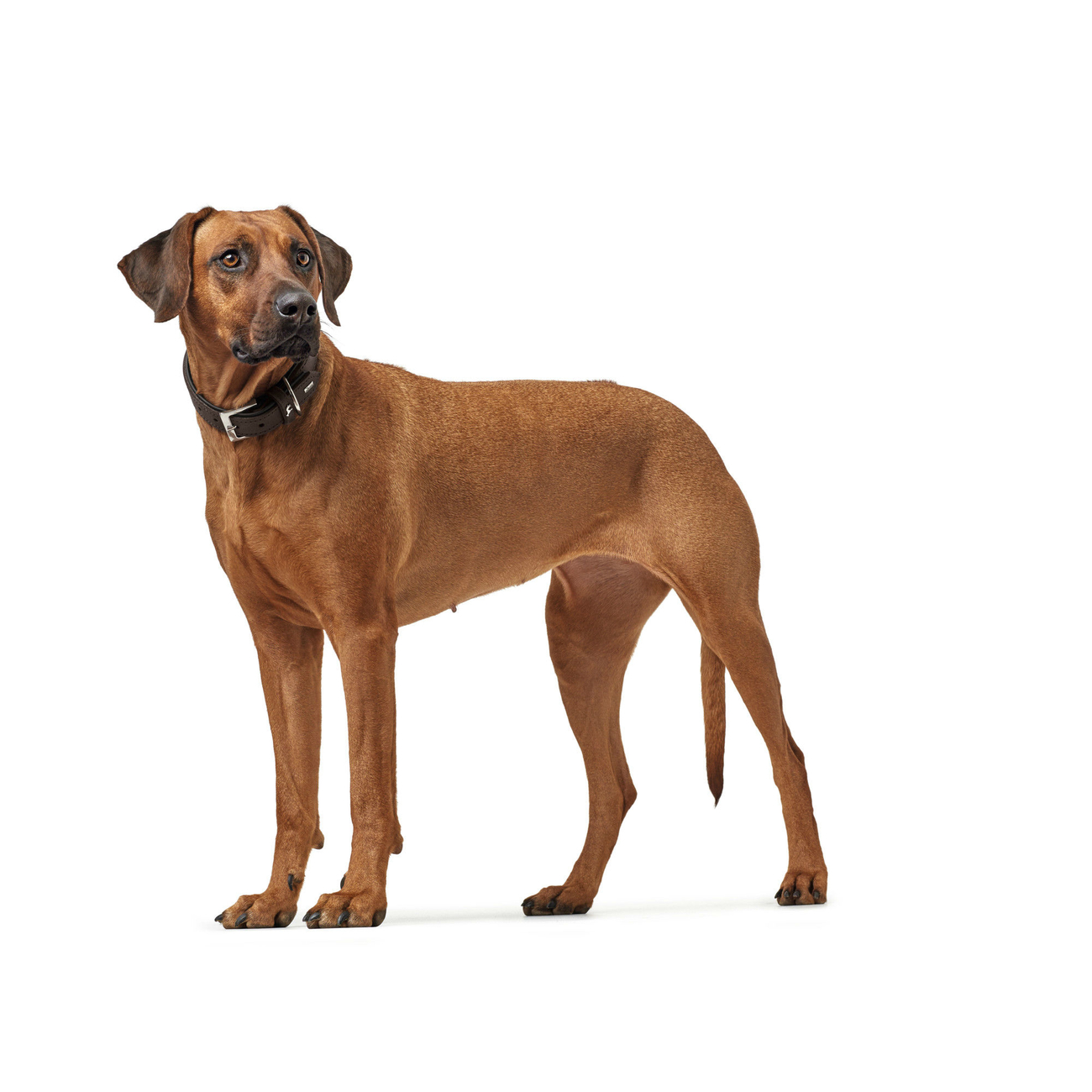 Hunter Halsband Larvik Softvollrindleder Bild 4