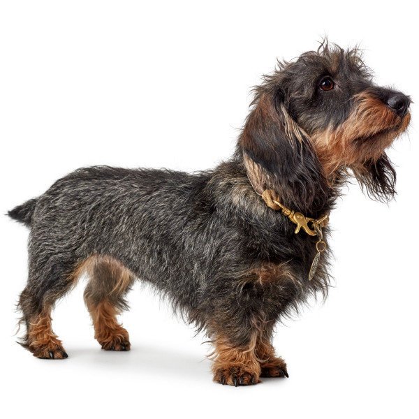 Halsband List Nautic Bild 14