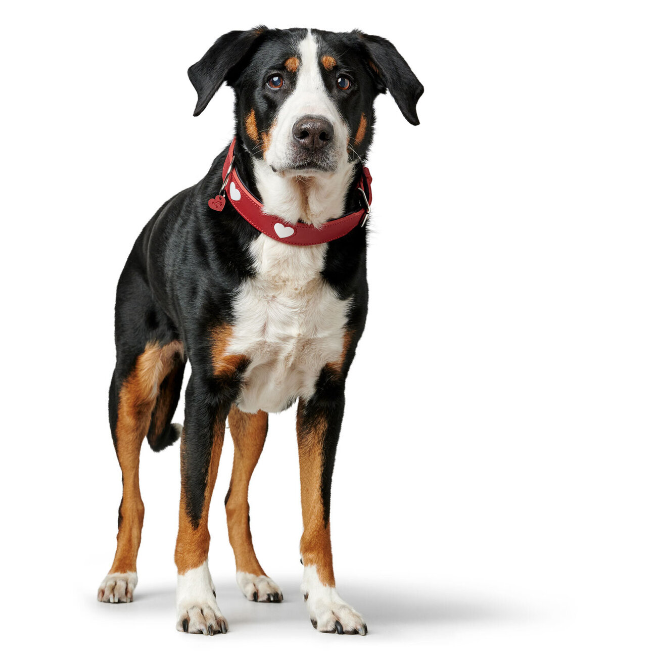 Halsband Love Bild 8