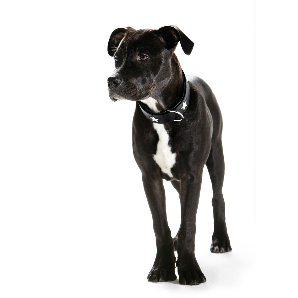 Hunter Halsband Magic Star Bild 5