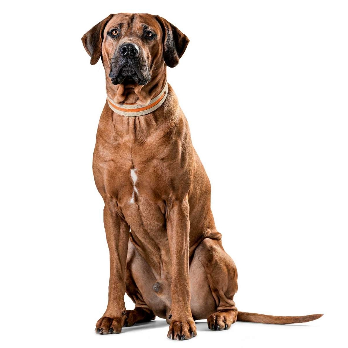 Hunter Halsband Marbella Stripes Bild 5