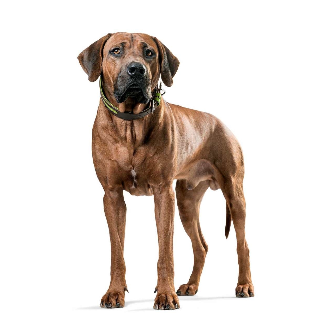 Hunter Halsband Marbella Stripes Bild 6