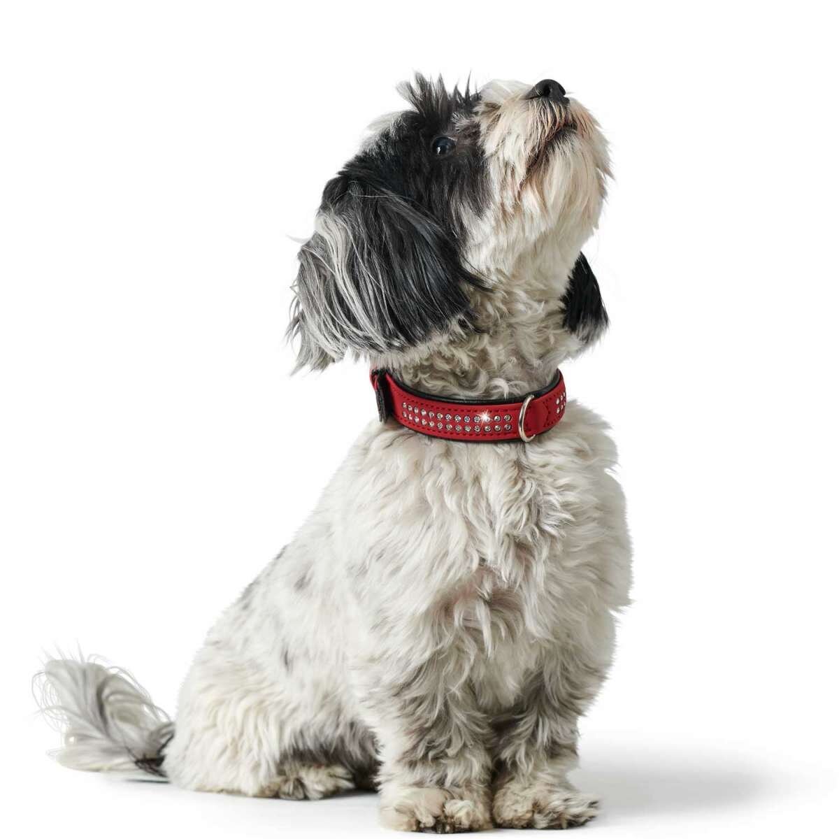 Halsband mit Swarovski Strass Softie Deluxe Bild 2