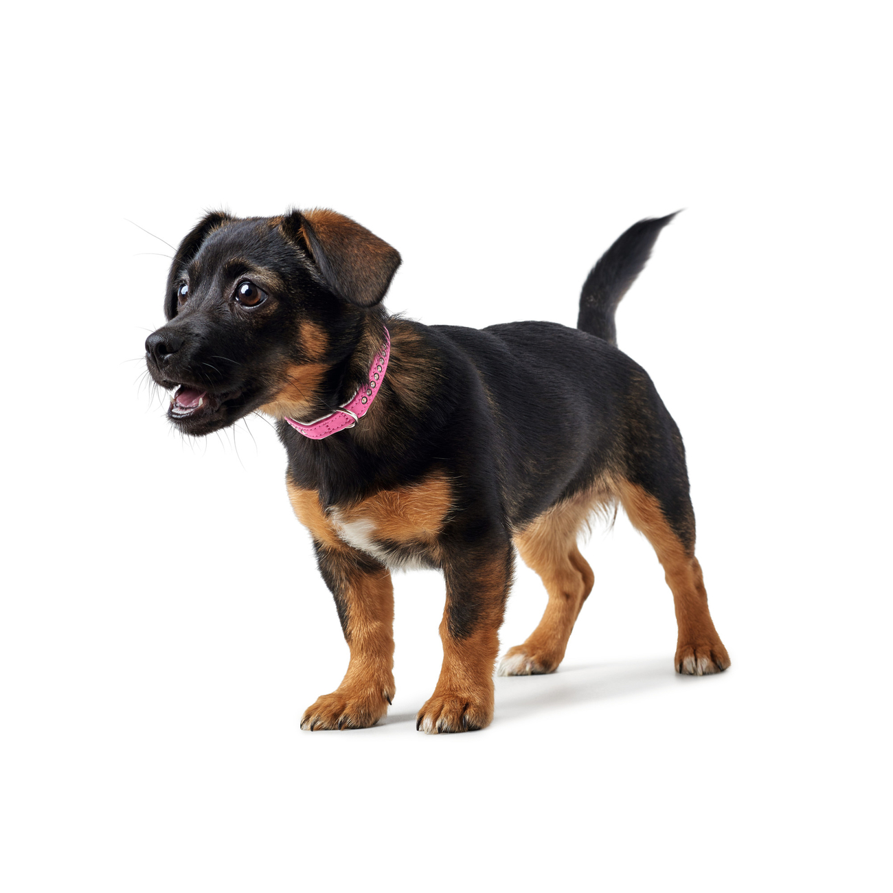 Hunter Halsband Modern Art Luxus Bild 2