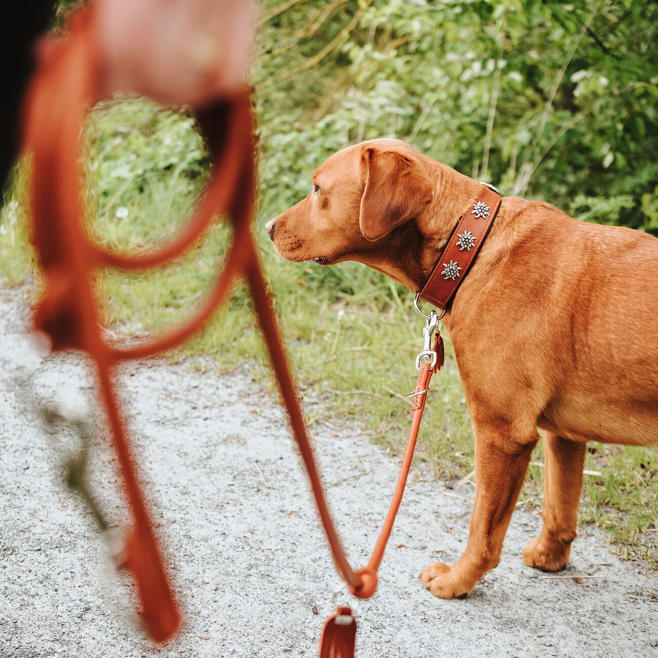 Halsband München für Hunde Bild 12