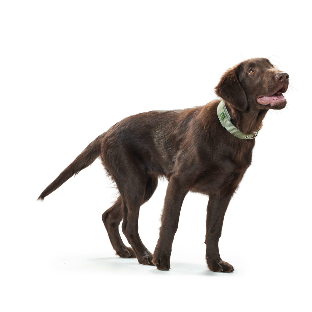 Hunter Halsband Neopren Reflect Bild 17