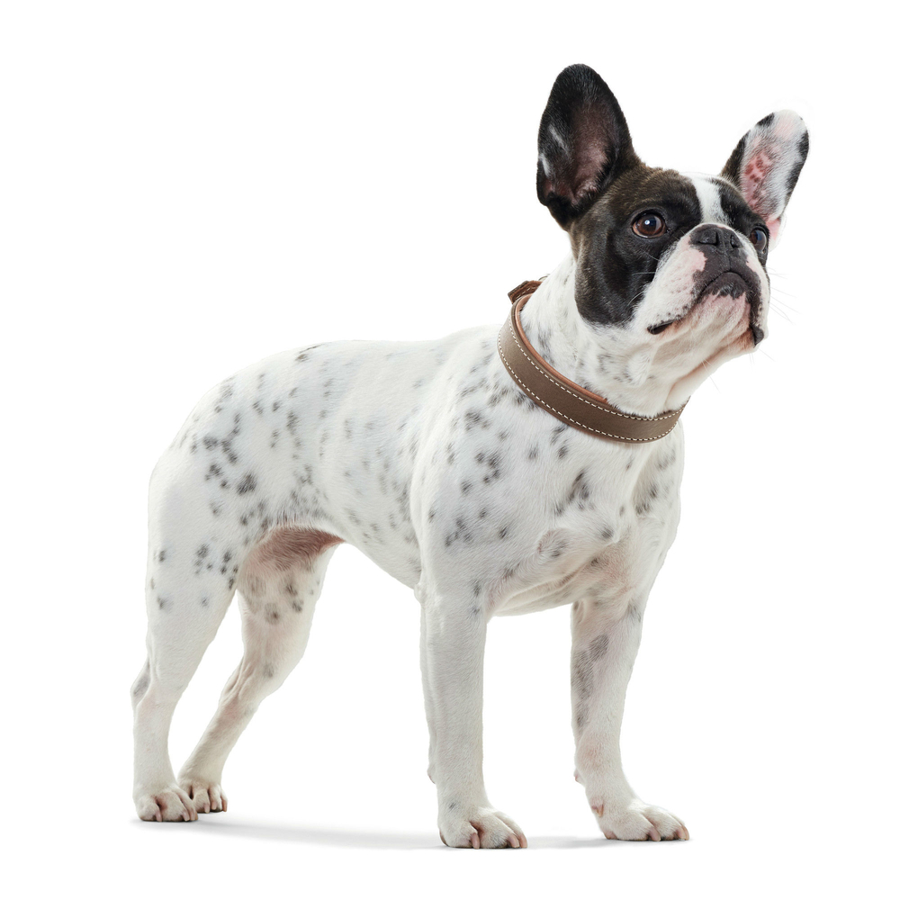 Hunter Halsband Porto Öko Leder Bild 11