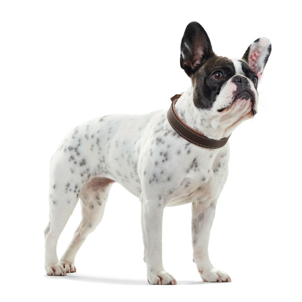 Hunter Halsband Porto Öko Leder Bild 13