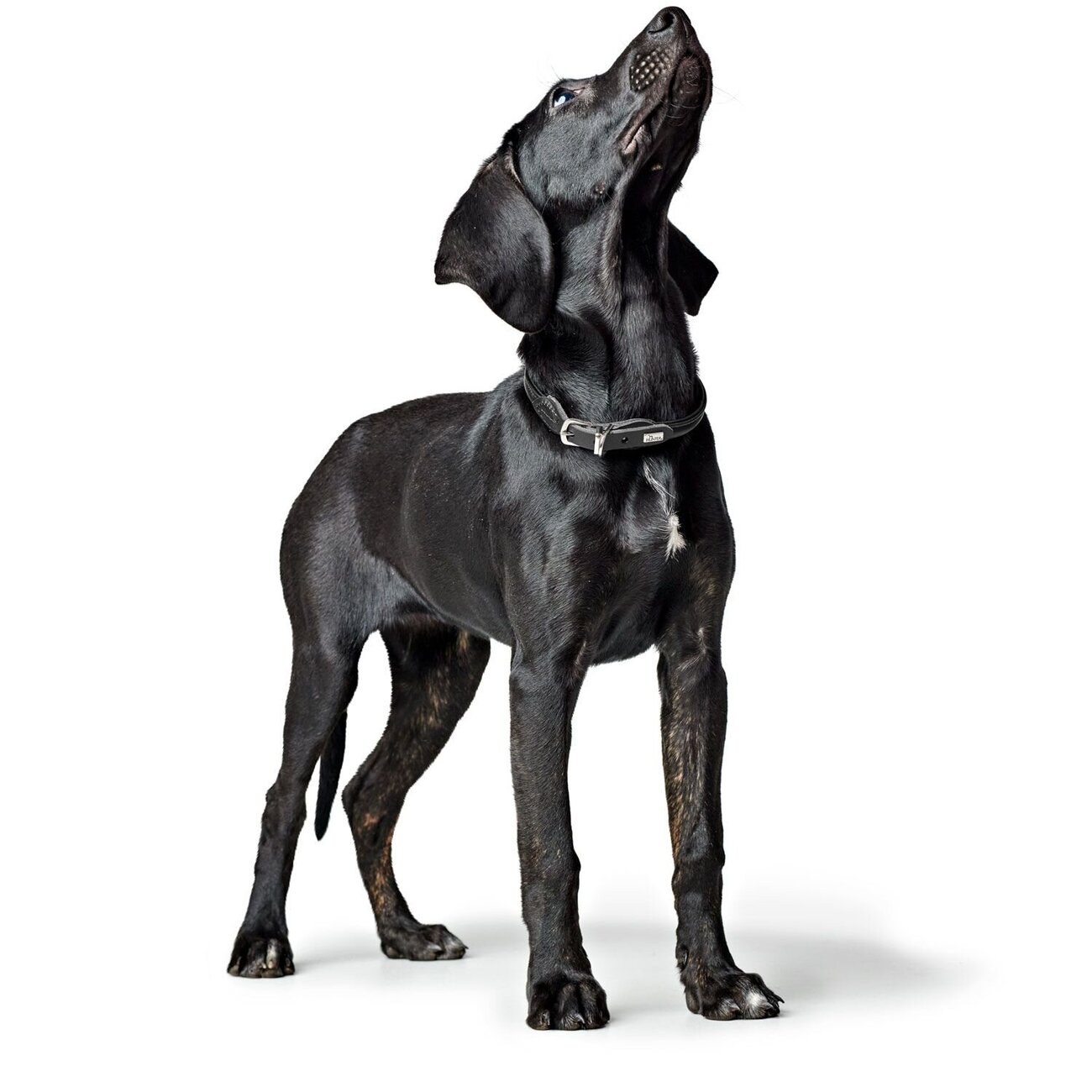 Halsband Round & Soft Canadian Up Bild 14