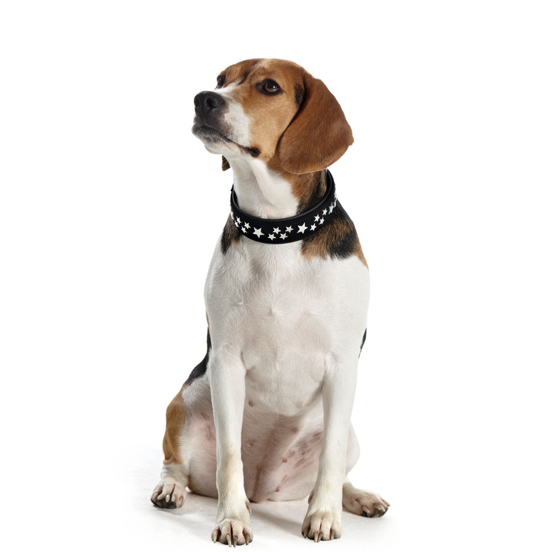 Hunter Halsband Softie Stars Bild 2