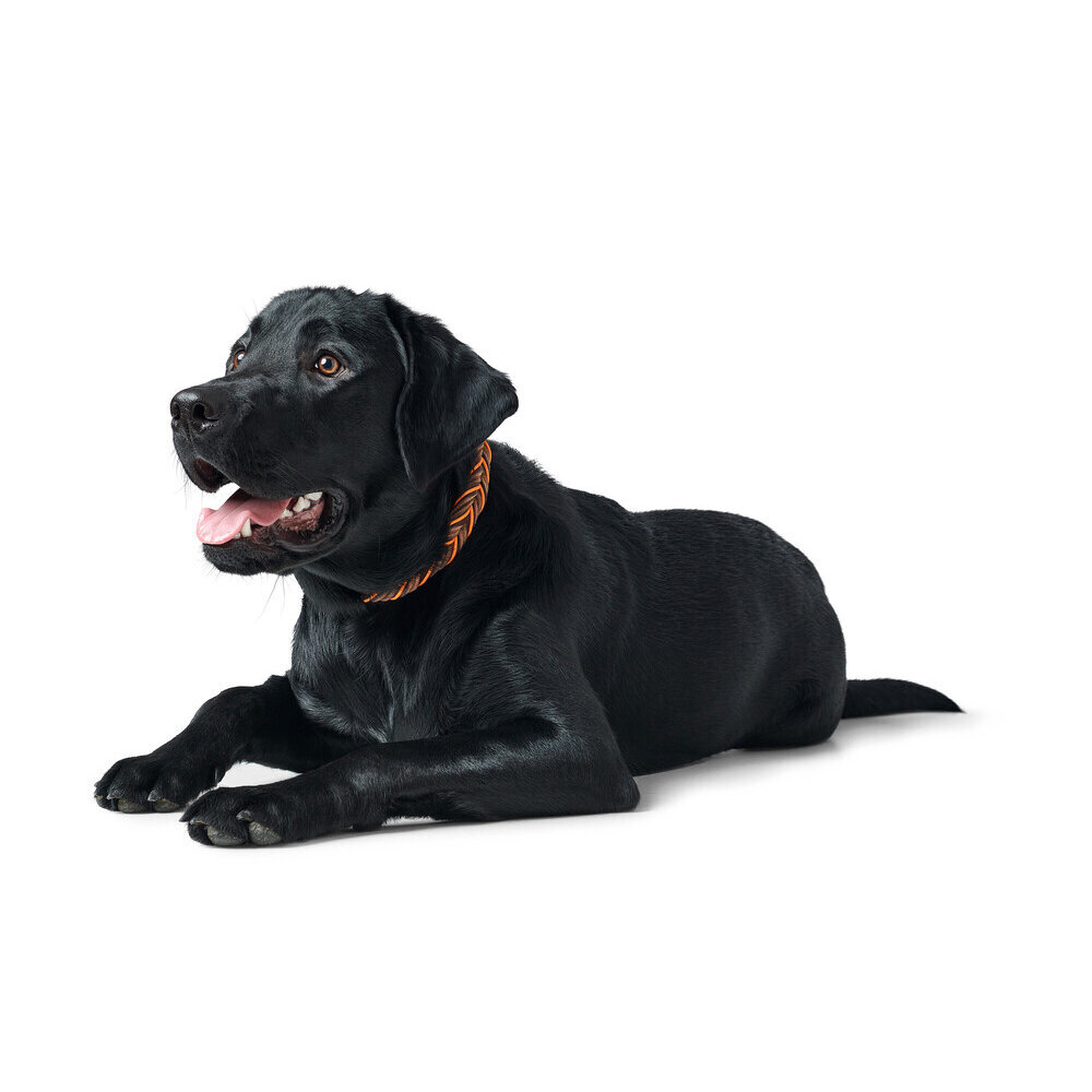 Halsband Solid Education Cord Bild 7