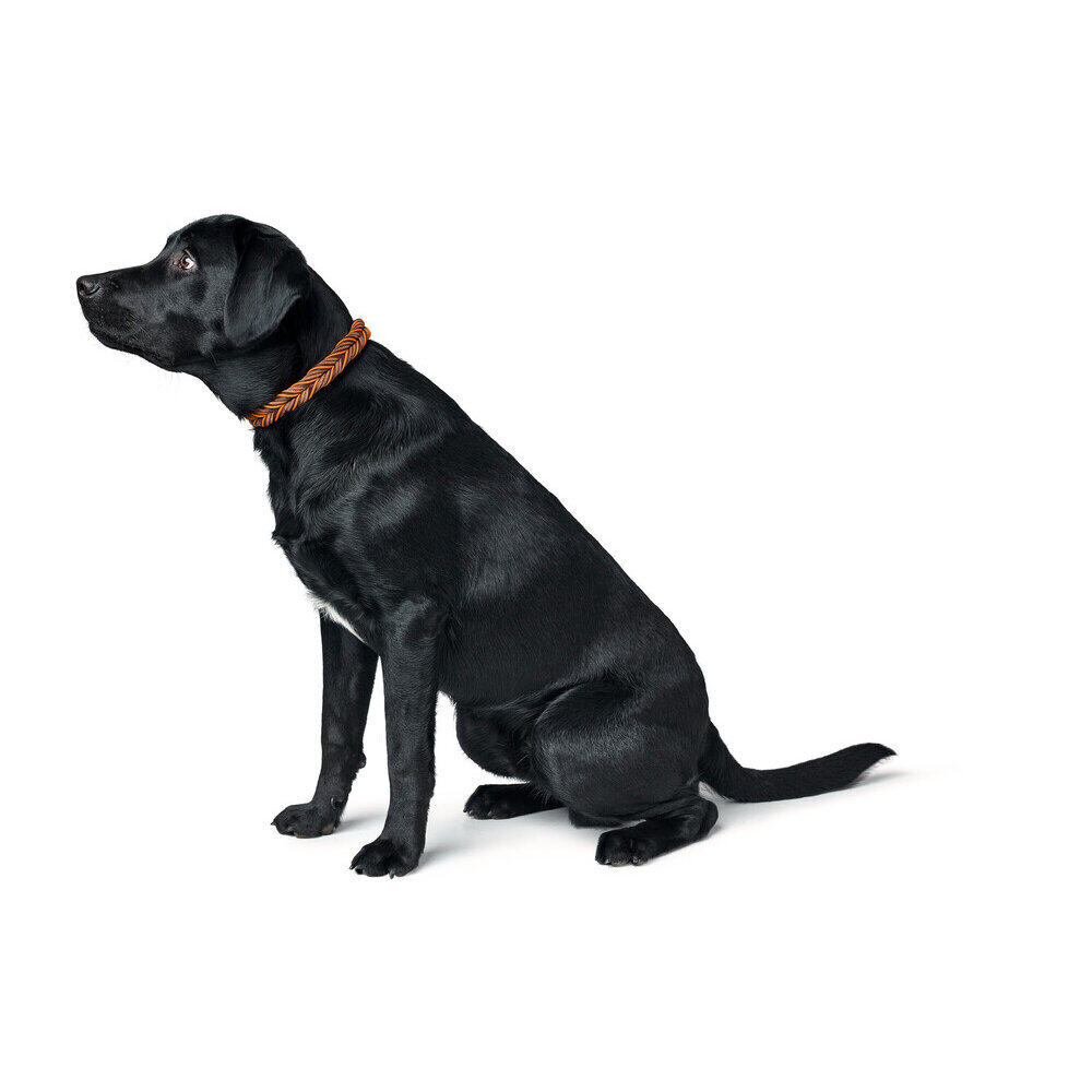 Halsband Solid Education Cord Bild 8