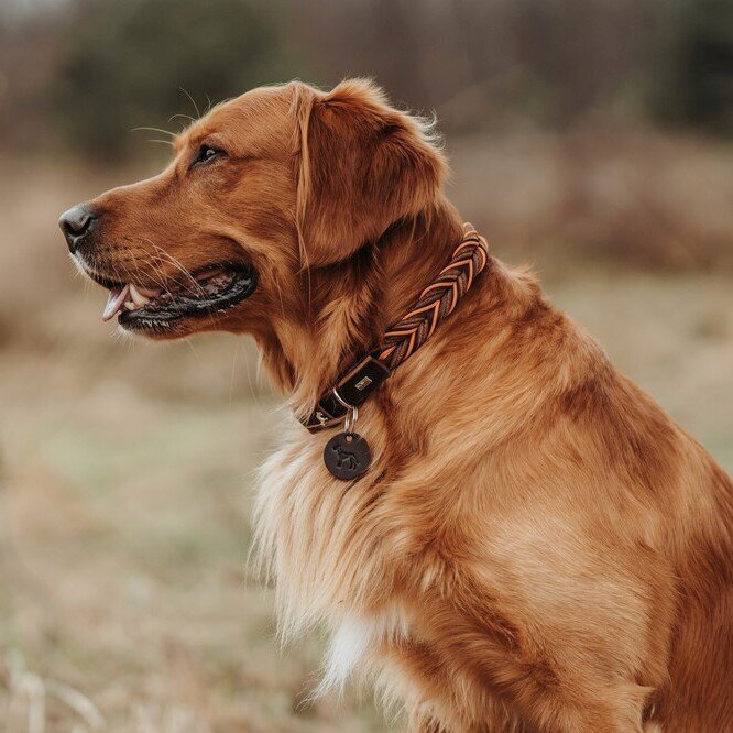 Halsband Solid Education Cord Bild 2