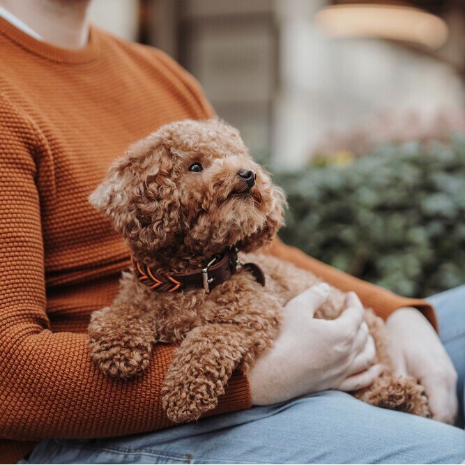 Halsband Solid Education Cord Bild 9