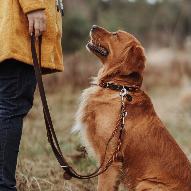 Halsband Solid Education Cord Bild 19