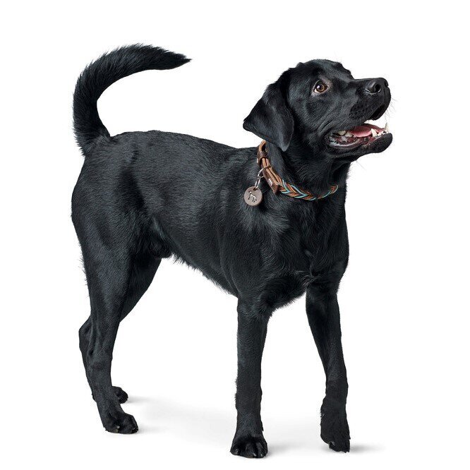 Halsband Solid Education Cord Bild 10