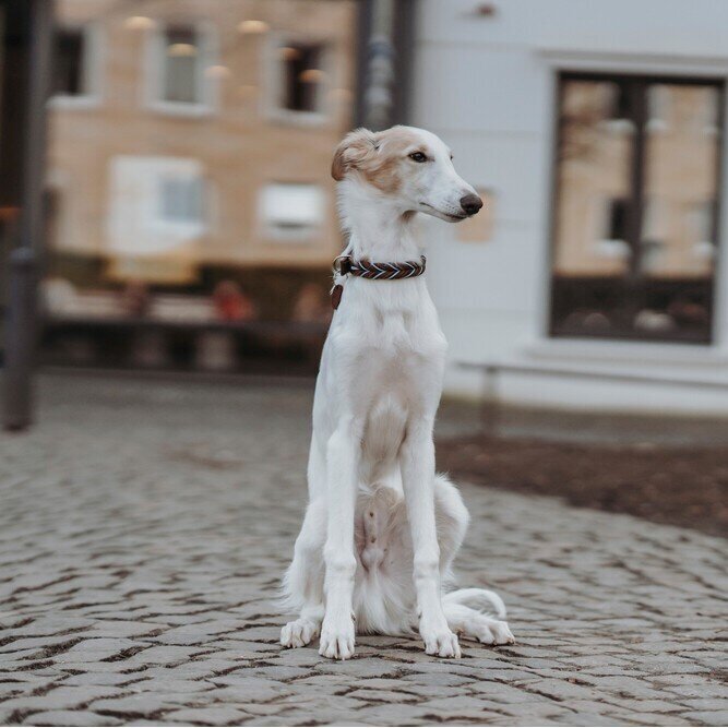 Halsband Solid Education Cord Bild 17