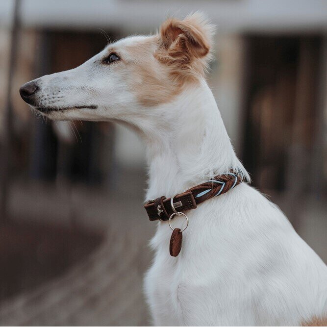 Halsband Solid Education Cord Bild 12