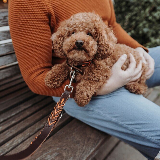 Halsband Solid Education Cord Bild 18