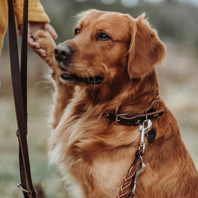 Halsband Solid Education Cord Bild 20