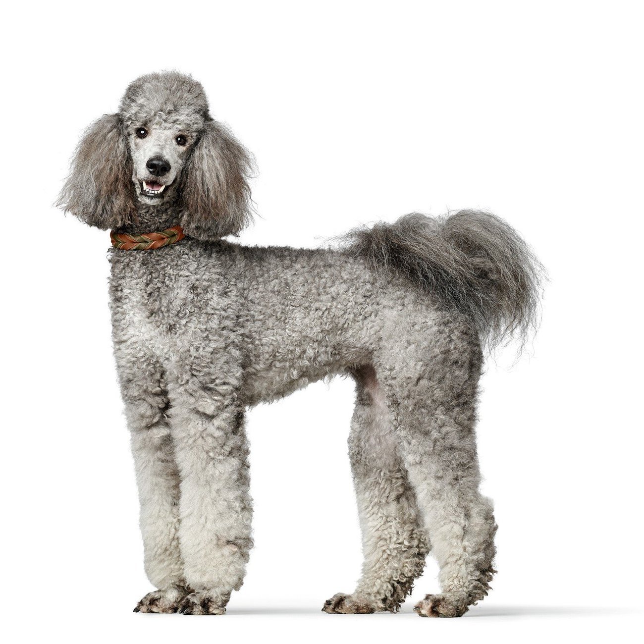 Halsband Solid Education Duo Bild 13