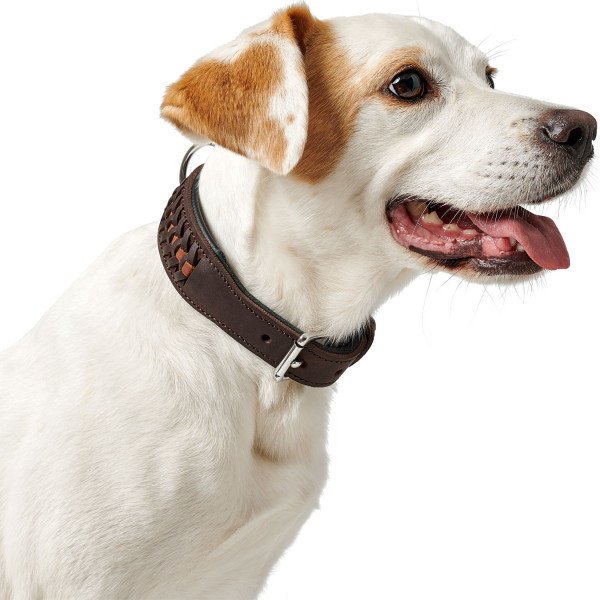 Hunter Halsband Solid Education Exclusive Bild 4