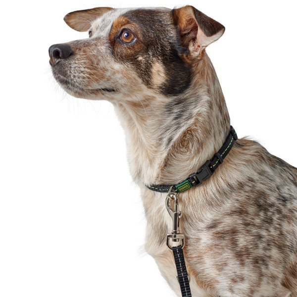 Hunter Halsband Tripoli Vario Basic für kleine Hunde Bild 2