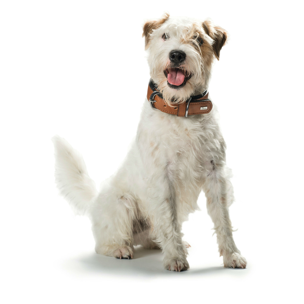 Hunter Halsband Virginia Bild 5