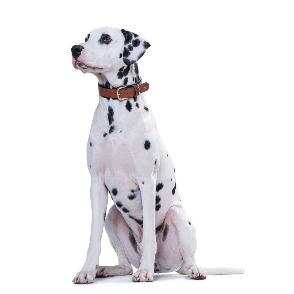 Hunter Halsband Virginia Bild 6