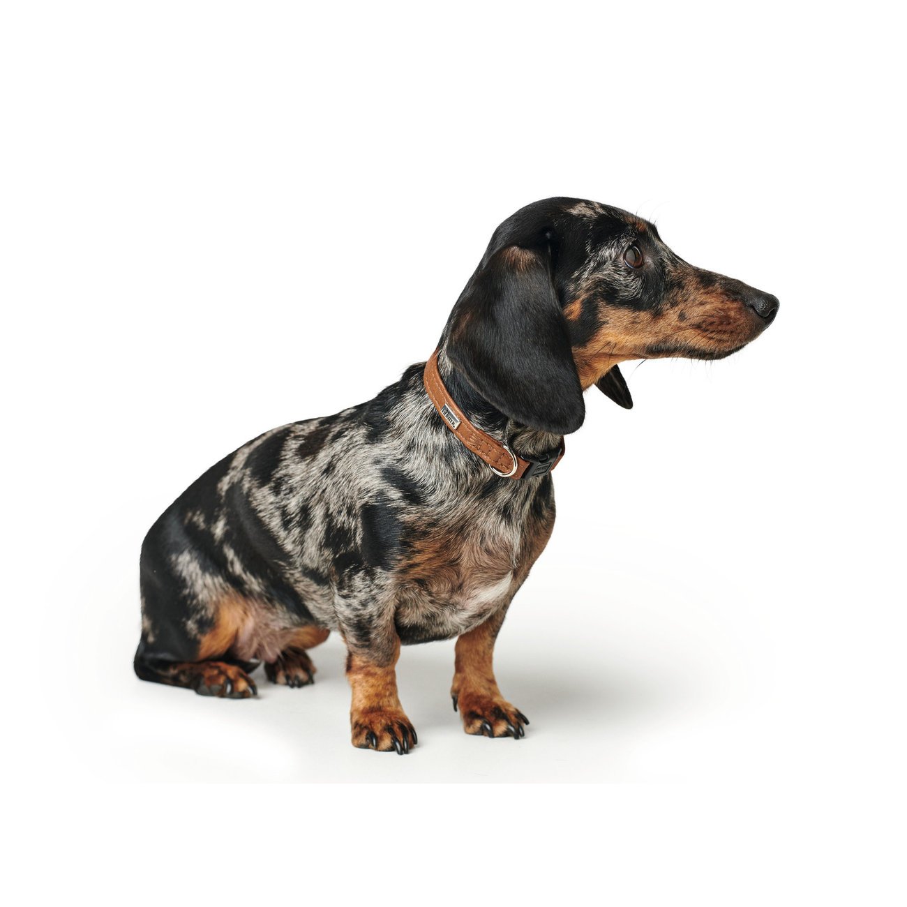 Hunter Halsung Canadian Petit Bild 7