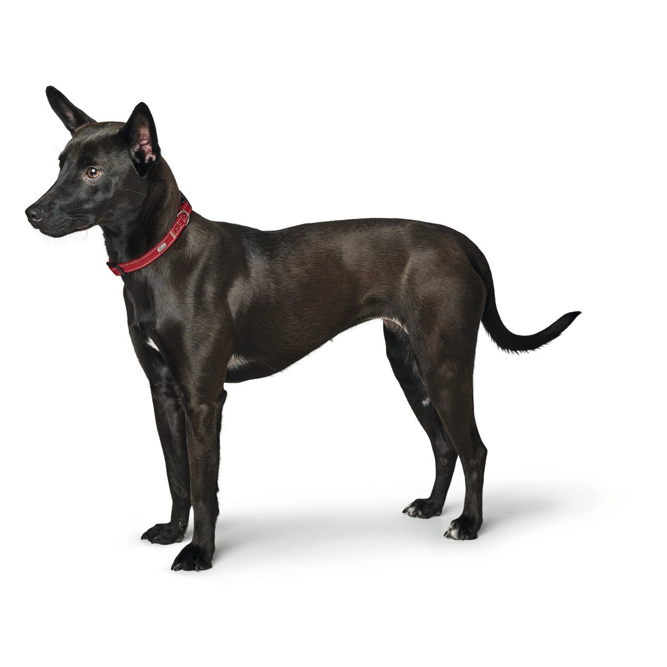 Hunter Halsung Canadian Petit Bild 10