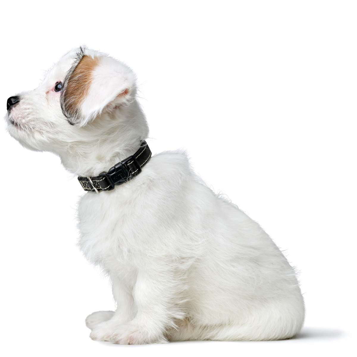 Halsung Canadian Up für kleine Hunde Bild 6