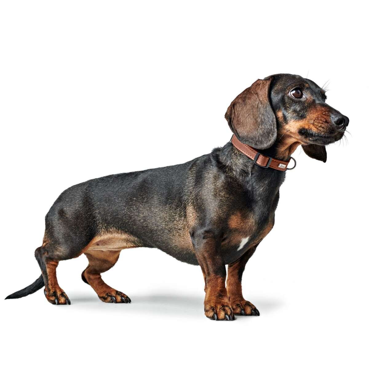 Halsung Canadian Up für kleine Hunde Bild 2