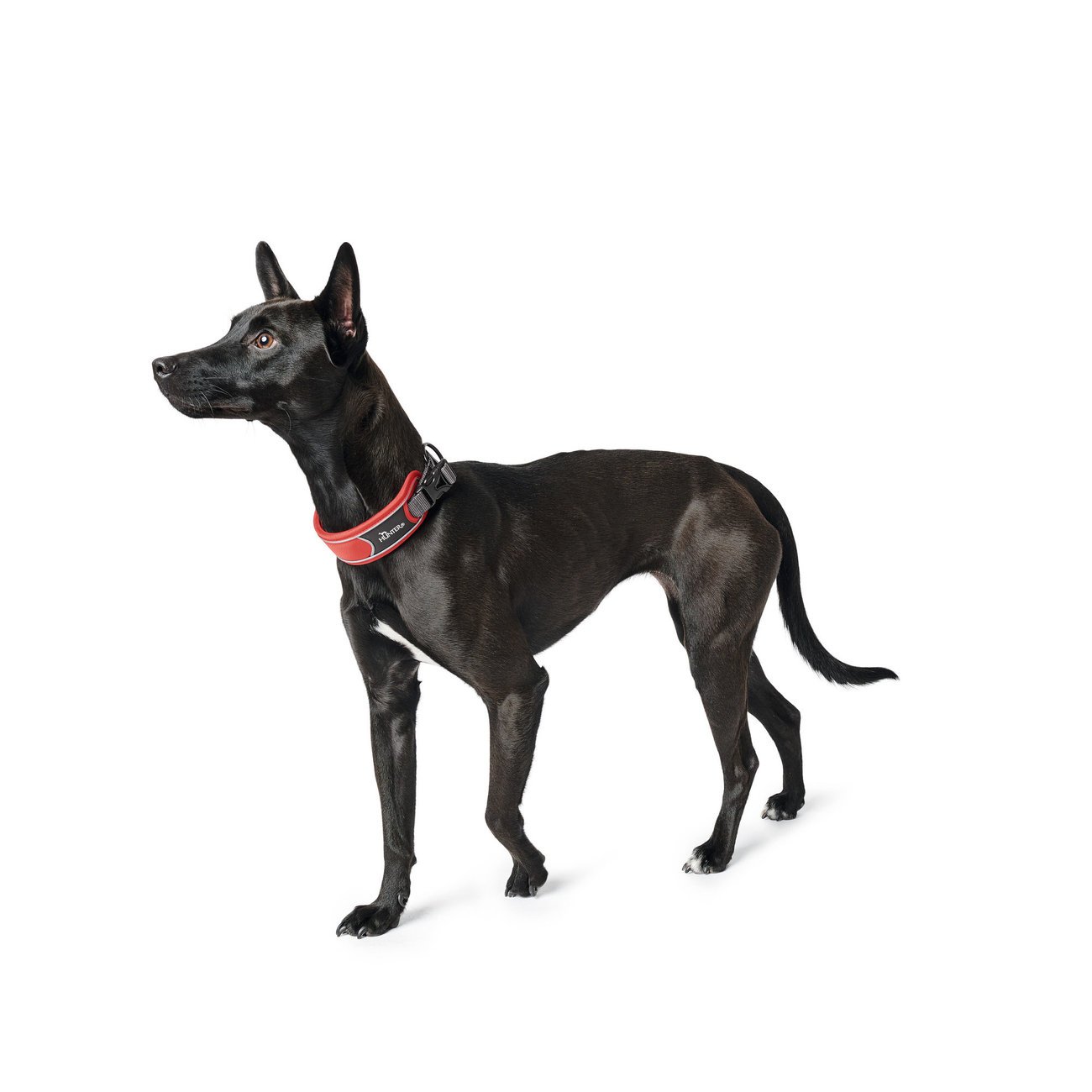 Hunter Halsung Divo Bild 3