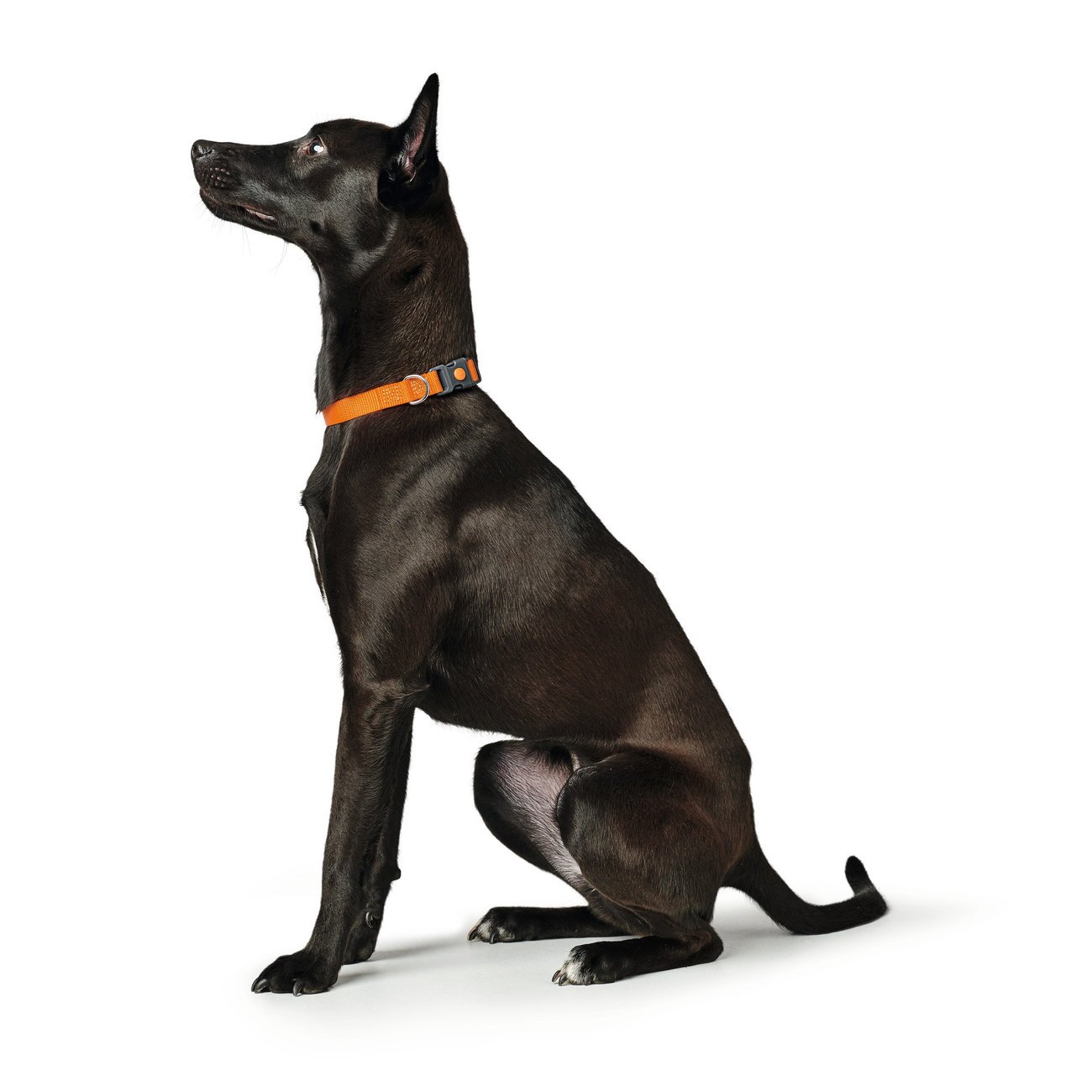 Hunter Halsung London Vario Basic Bild 2