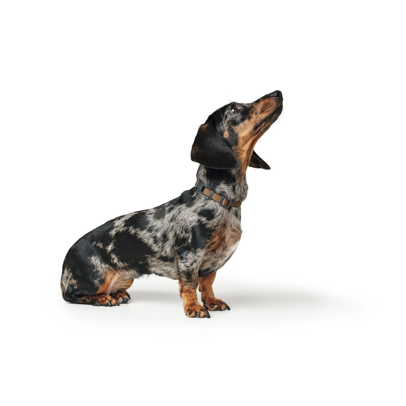 Hunter Halsung London Vario Basic Bild 17