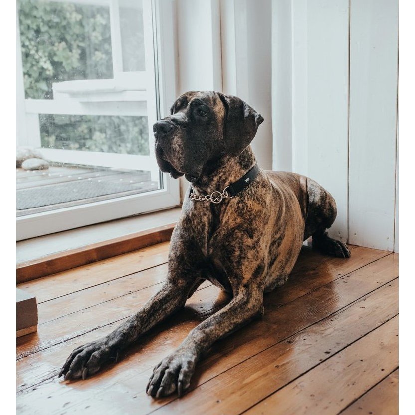 Hunter Halsung mit Kette Aalborg Bild 4