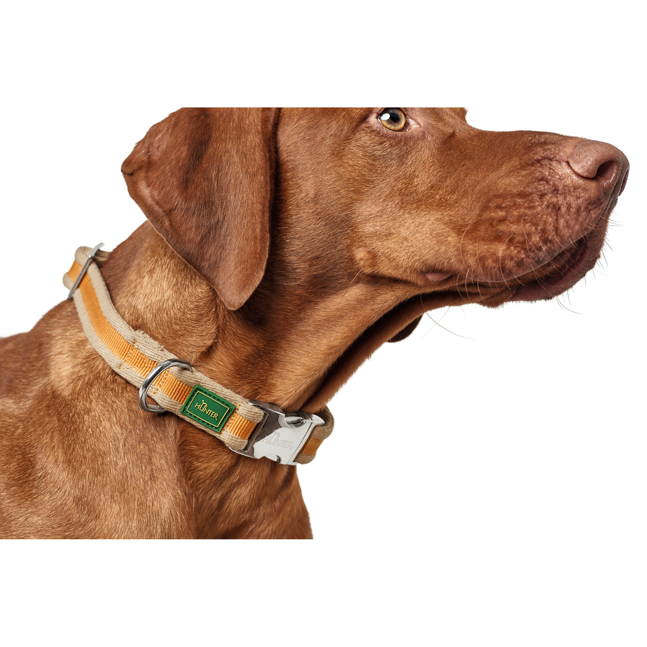 HUNTER DAVAO ALU-STRONG halsband, halsband voor honden, nylon, aluminium steeksluiting, strepen, L, grijs HUNTER DAVAO ALU-STRONG halsband, halsband voor honden, nylon, aluminium steeksluiting, strepen, L, grijs