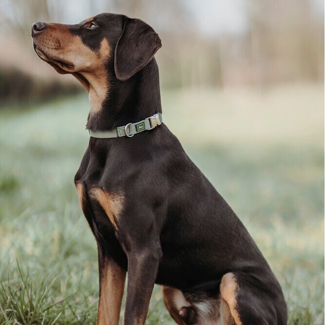 Hunde Halsung Inari Alu-Strong Bild 10