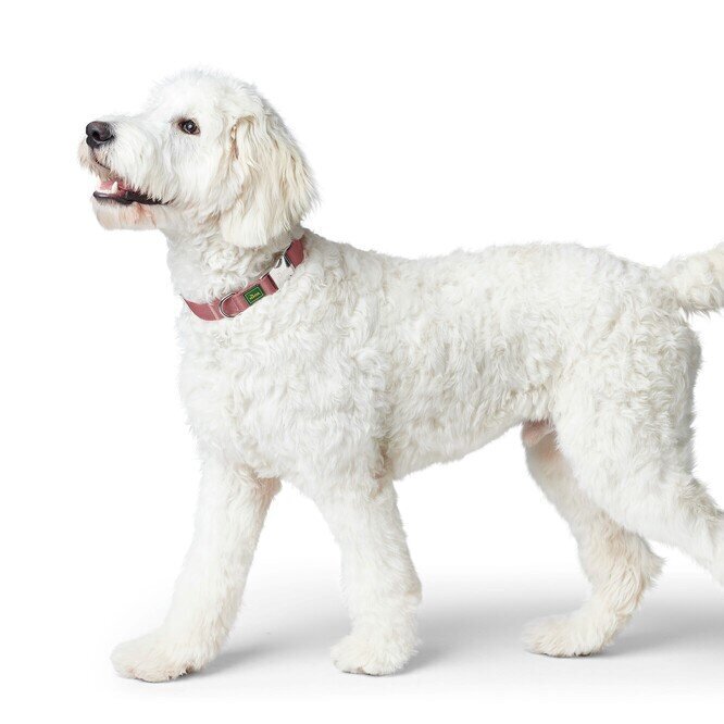 Hunde Halsung Inari Alu-Strong Bild 6