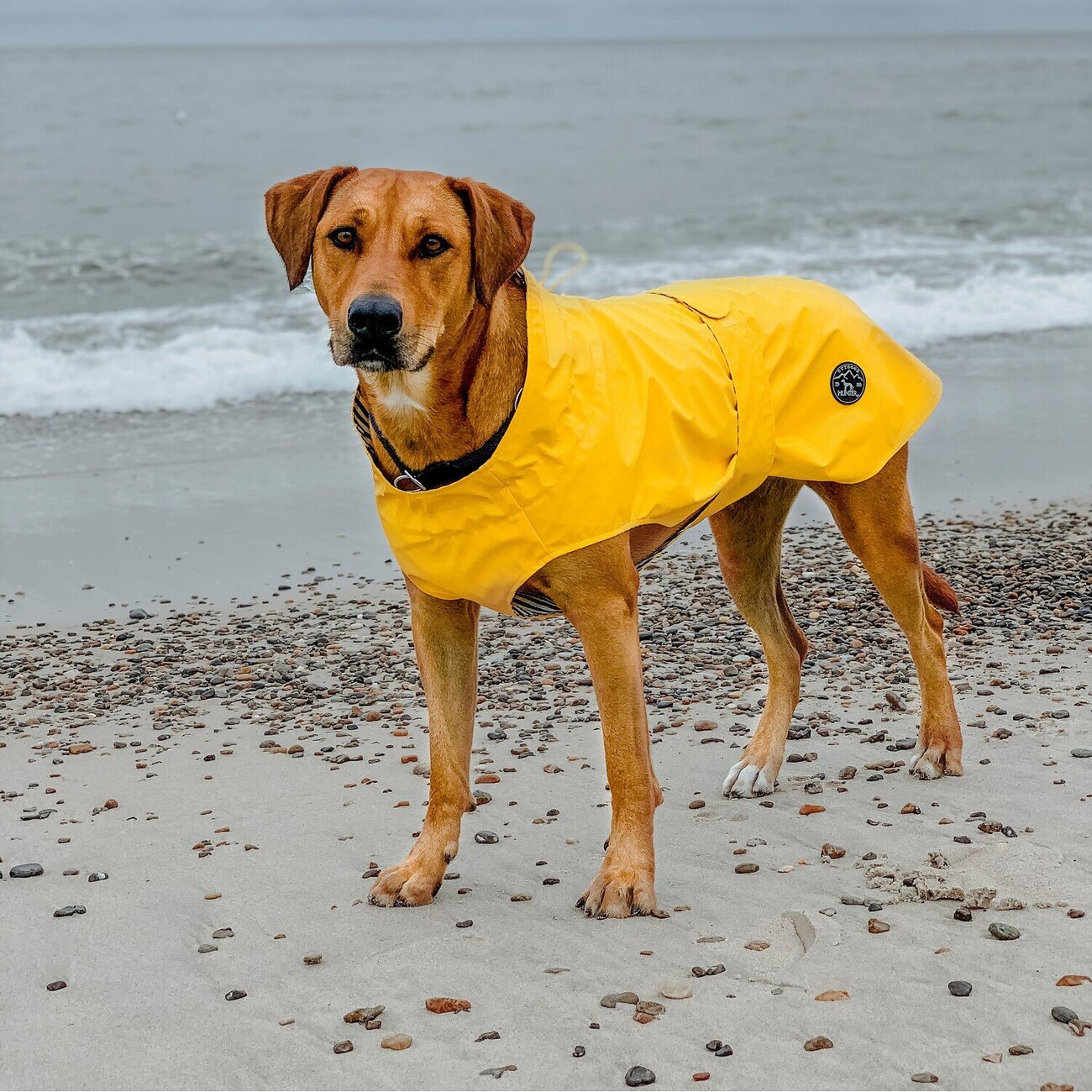 Hunde Regenmantel Milford Bild 2