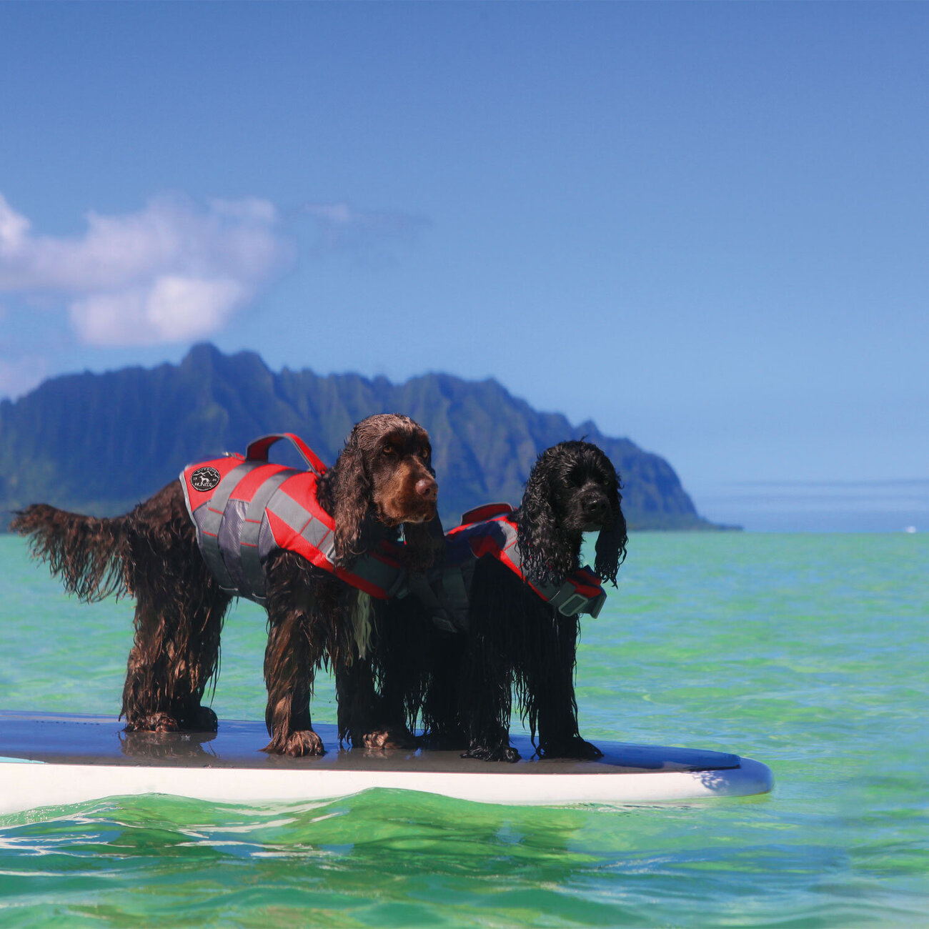 Hunter Hunde Schwimmweste Moss Bild 2