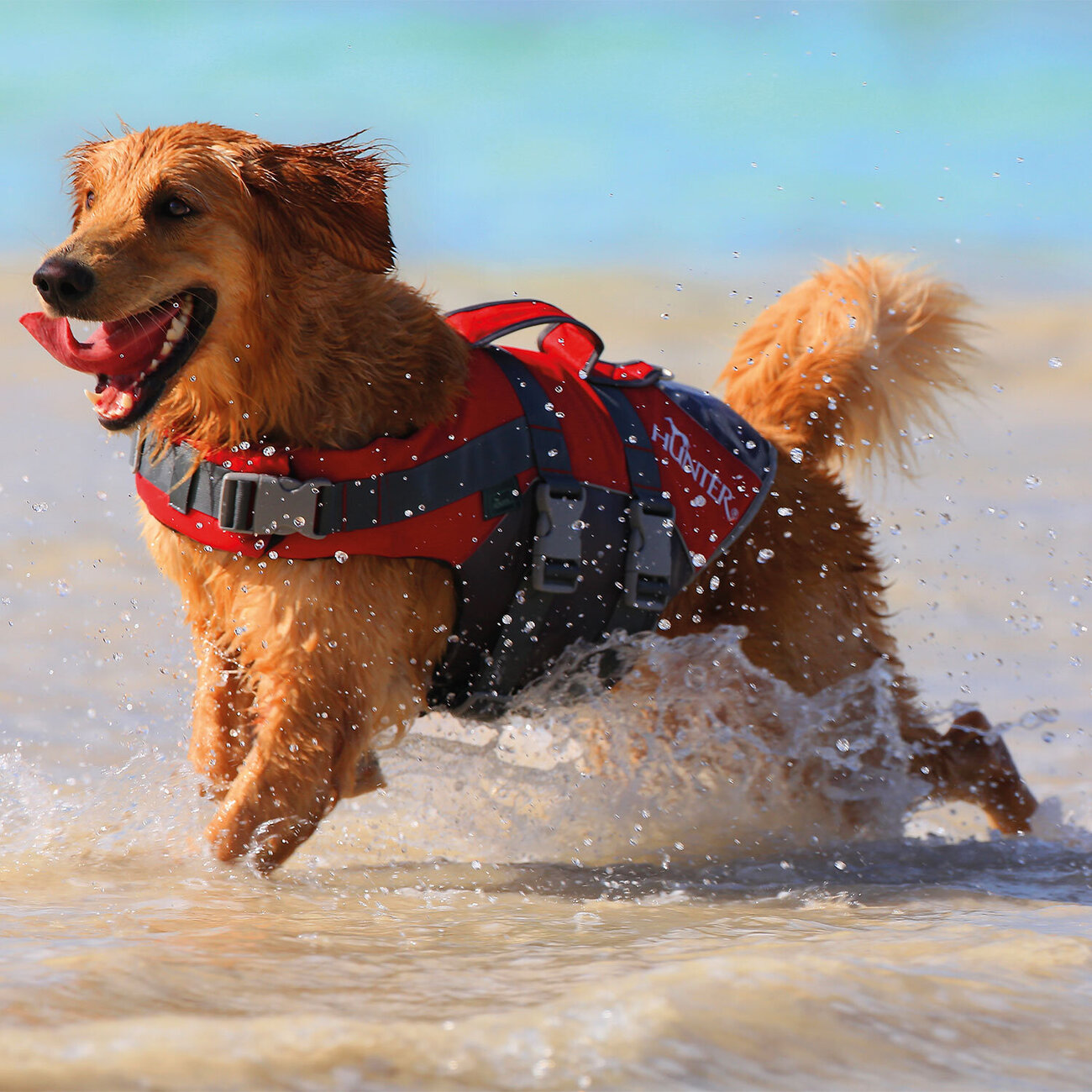 Hunter Hunde Schwimmweste Moss Bild 6