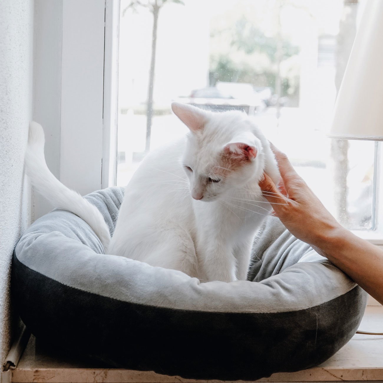 Hunter Hundebett Sumba Bild 4