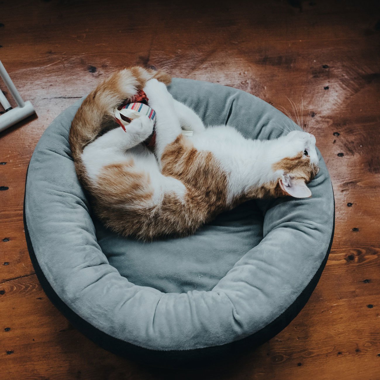 Hunter Hundebett Sumba Bild 6