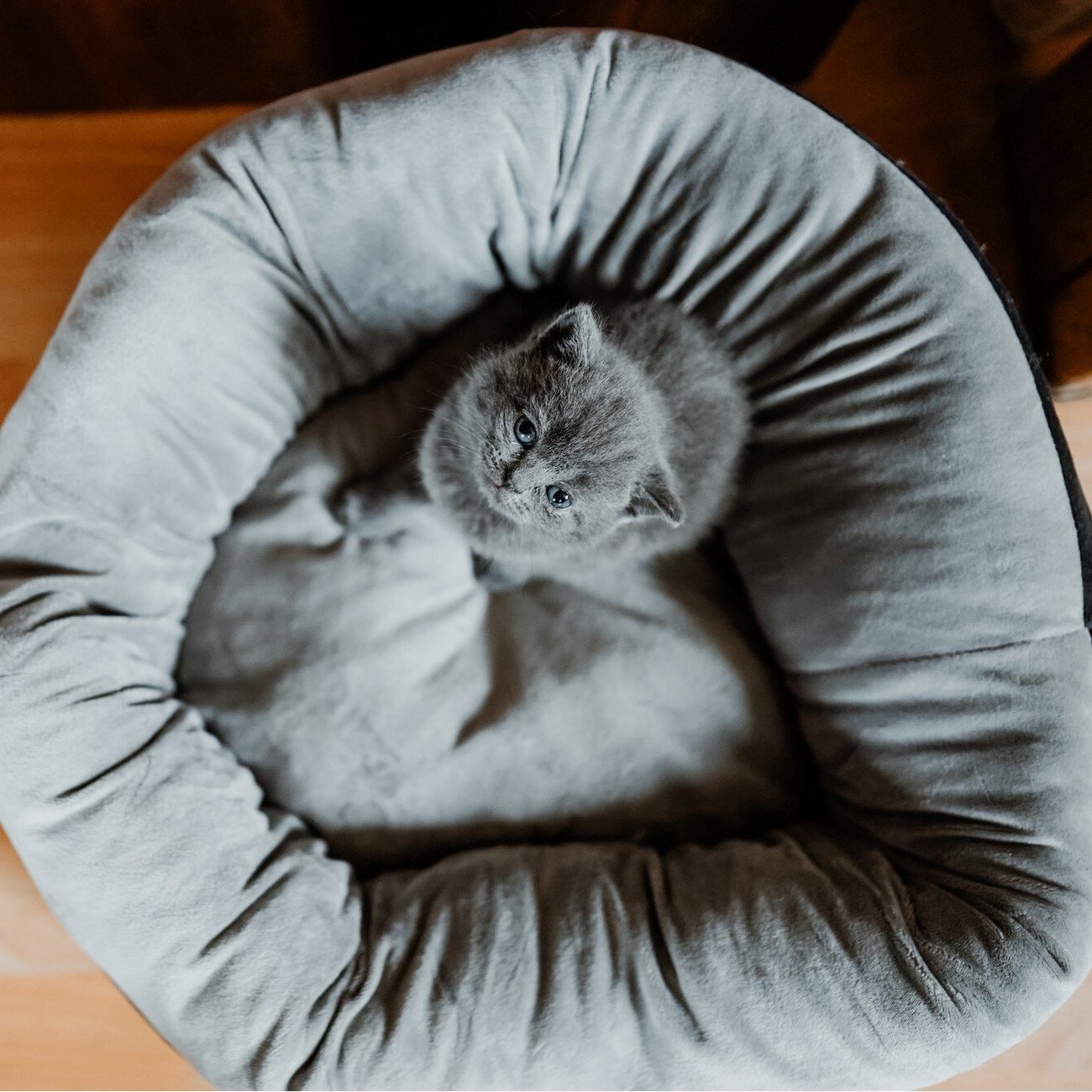 Hunter Hundebett Sumba Bild 7